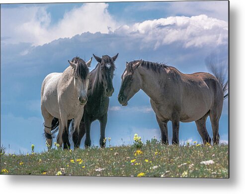 Pryor Mountain Metal Print featuring the photograph Wild Mustangs of Montana by Douglas Wielfaert