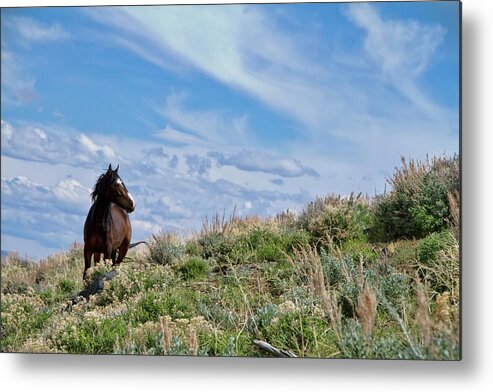 Horse Metal Print featuring the photograph Wild Paint Mustang stallion by Waterdancer