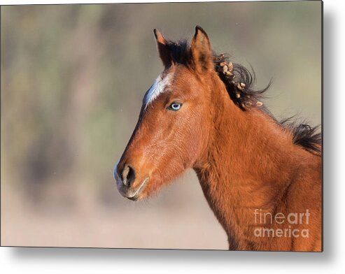 Blue Eye Metal Print featuring the photograph Wild Portrait by Shannon Hastings