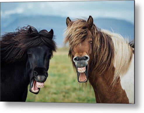 Humor Metal Print featuring the photograph Wild Smile by Nir Amos