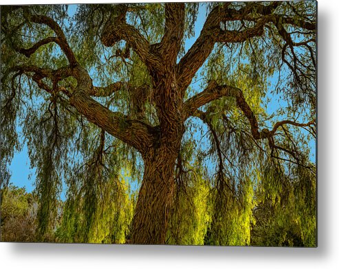 Willow Metal Print featuring the photograph Wild Willow by Alison Frank