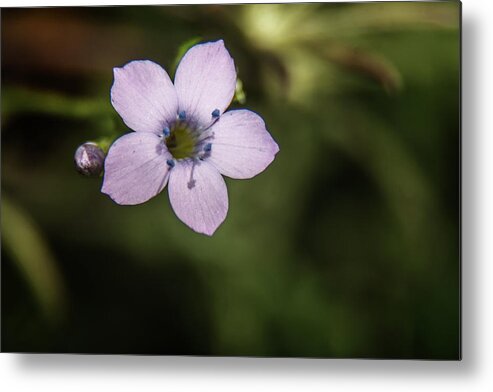 Wildflower Metal Print featuring the photograph Wildflower 5605-03059 by Tam Ryan