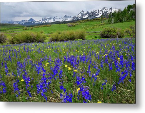Ouray Metal Print featuring the photograph Wildflowers along Last Dollar Road by Ray Mathis