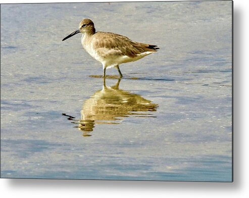 Brown Metal Print featuring the photograph Willet by Susan Rydberg
