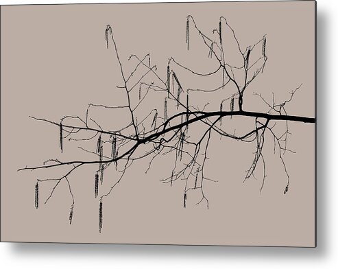 Beige Metal Print featuring the photograph Willow Branch by Sam Armstrong