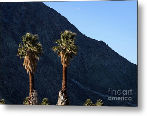 Desert Metal Print featuring the photograph Wind in the Palms by Jeff Hubbard