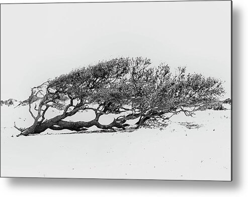 Beach Metal Print featuring the photograph Windswept by Bob Decker