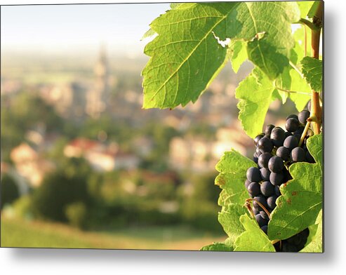 Bunch Metal Print featuring the photograph Wine Grapes On Grapevine Overlooking by Donald gruener