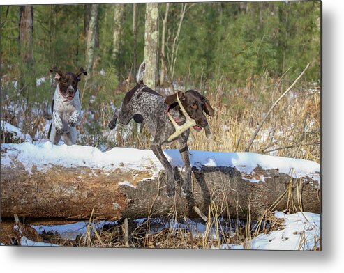 Gsp Metal Print featuring the photograph Winter Fun by Brook Burling