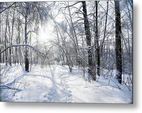 Scenics Metal Print featuring the photograph Winter In The Forest by Mashabuba