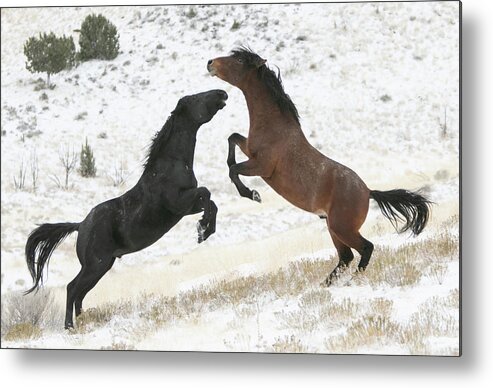 Horse Metal Print featuring the photograph Winter Stallions by Kent Keller
