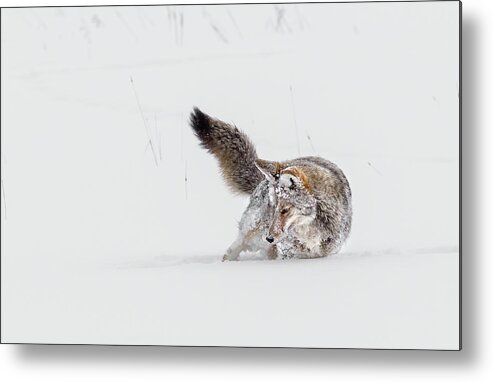 Coyote Metal Print featuring the photograph Winter Struggle by Ronnie And Frances Howard