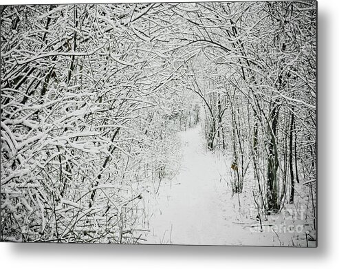Clinton River Park Metal Print featuring the photograph Winter Walk in the Woods by Mark Graf