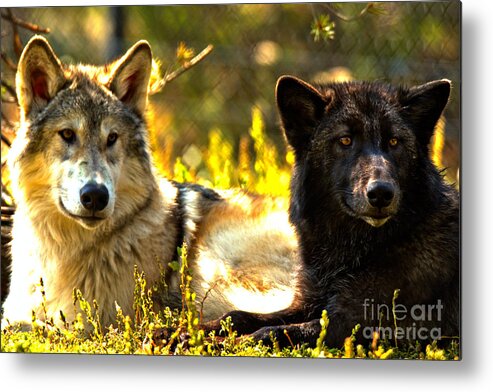 Wolf Metal Print featuring the photograph Wolf Pups At Rest by Adam Jewell