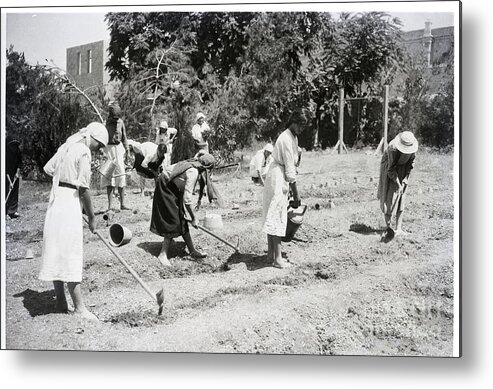 Working Metal Print featuring the photograph Women Working In Field On Ground by Bettmann