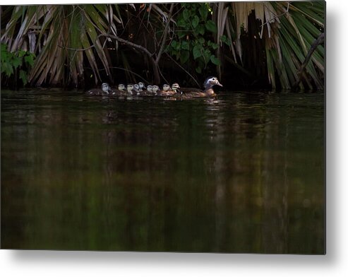 Duck Metal Print featuring the photograph Wood Duck and Ducklings by Paul Rebmann