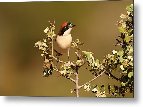 Bird Metal Print featuring the photograph Woodchat Shrike by Ismael Galvn