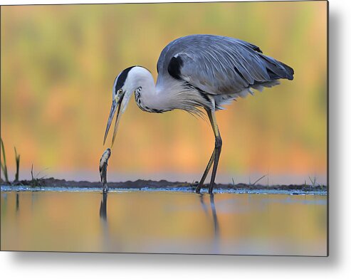 Heron Metal Print featuring the photograph Woops by Jun Zuo