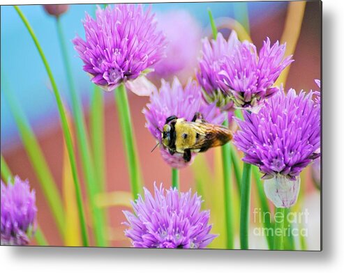 Chives Metal Print featuring the photograph Working all the Angles by Merle Grenz