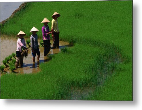Working Metal Print featuring the photograph Working The Rice Paddies Of Northern by Oliver Strewe