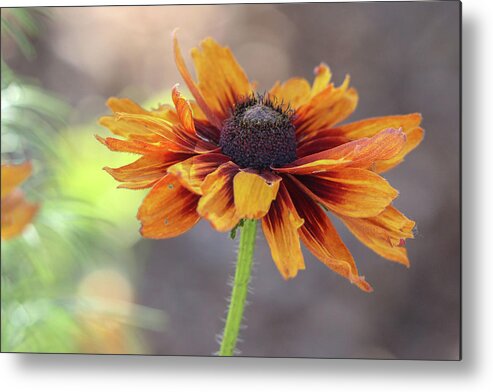 Flower Metal Print featuring the photograph Worn and Weary by Mary Anne Delgado