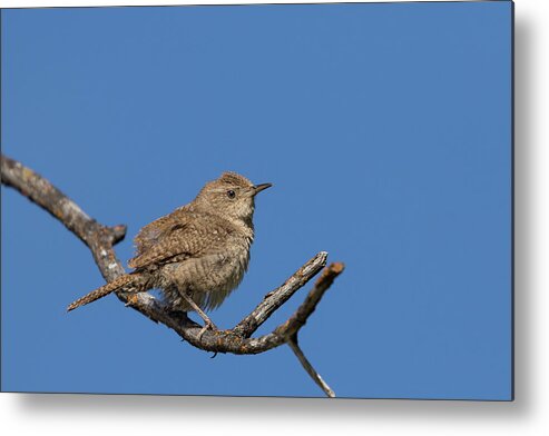 Wren Metal Print featuring the photograph Wren by Ronnie And Frances Howard