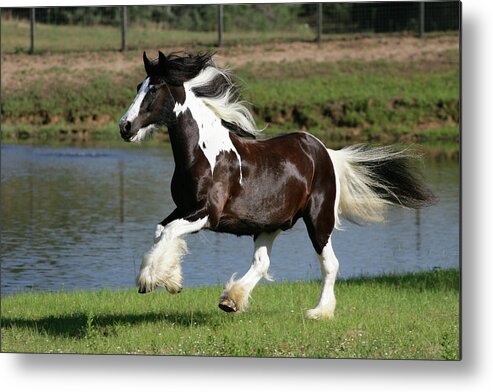 Xr9c4082 Gypsy Vanner-tango-horse Feathers Farm Metal Print featuring the photograph Xr9c4082 Gypsy Vanner-tango-horse Feathers Farm, Tx by Bob Langrish