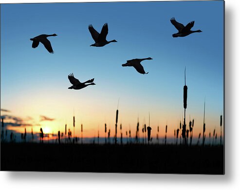 Formation Flying Metal Print featuring the photograph Xxl Migrating Canada Geese At Sunset by Sharply done