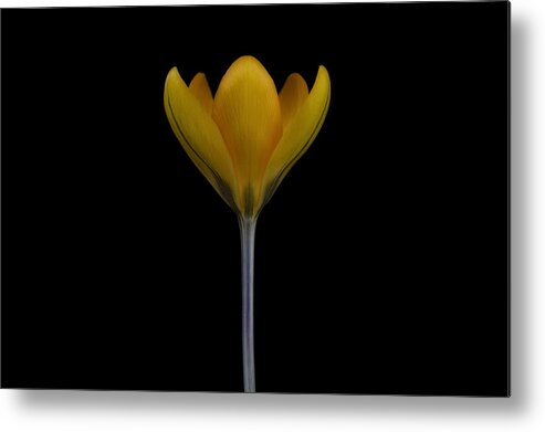 Flower Metal Print featuring the photograph Yellow Crocus by Lotte Grnkjr