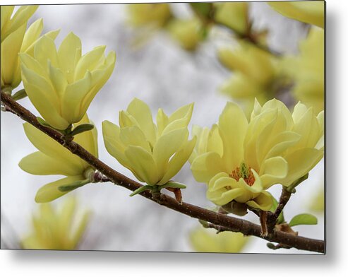 Dogwood Metal Print featuring the photograph Yellow Dogwood Bloom by Mary Anne Delgado