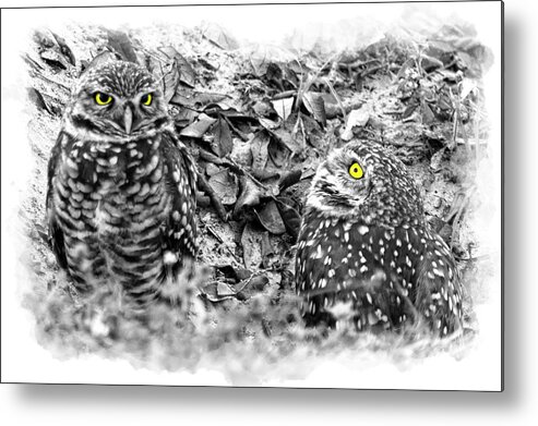 Burrowing Owls Metal Print featuring the photograph Yellow eyes by Dan Friend