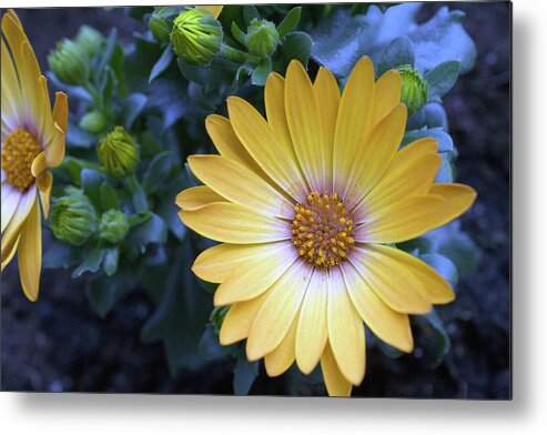 North Rhine Westphalia Metal Print featuring the photograph Yellow Marguerite Daisy Osteospermum by Juergen Bosse