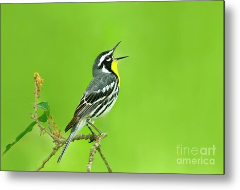 Dave Welling Metal Print featuring the photograph Yellow-throated Warbler Setophaga Dominica Albilora Wild Texas by Dave Welling