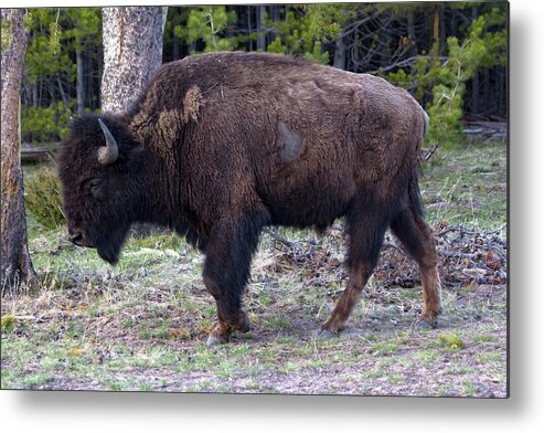 Bison Metal Print featuring the photograph Yellowstone Bison 4 by Rick Pisio