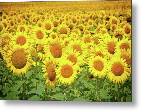 Sunflowers Metal Print featuring the photograph You Are My Sunshine by Rodney Campbell