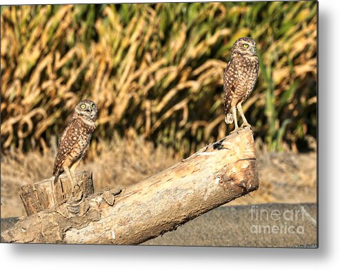 Owl Metal Print featuring the photograph You Teeter While I Totter by Carol Groenen