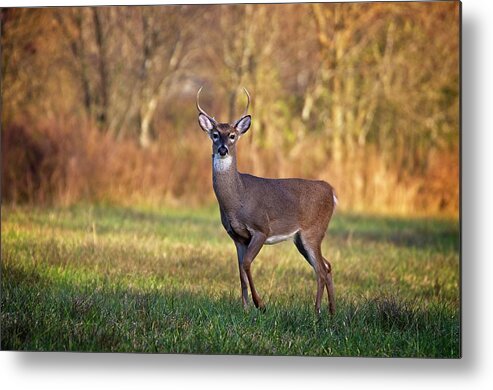 Wildlife Metal Print featuring the photograph Young Buck by John Benedict