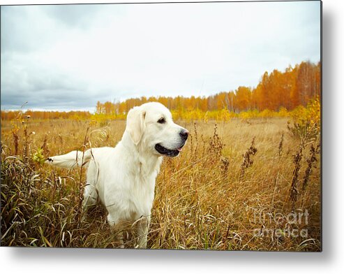 Handsome Metal Print featuring the photograph Young Golden Retriever For A Walk by Evgeny Bakharev