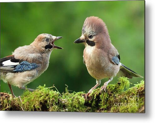 Jay Metal Print featuring the photograph Young jay bird with parent close up by Simon Bratt