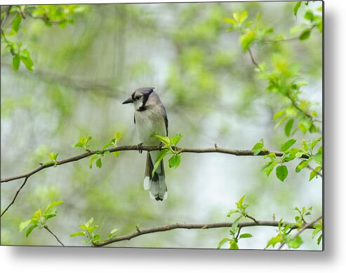 Bluejay Metal Print featuring the photograph Young Jay Thinking by Kristin Hatt