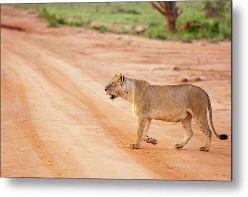 Kenya Metal Print featuring the photograph Young Lioness Walking In Morning Sun by 1001slide