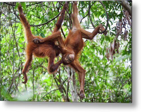 Suzi Eszterhas Metal Print featuring the photograph Young Orangutans Monkey Around by Suzi Eszterhas