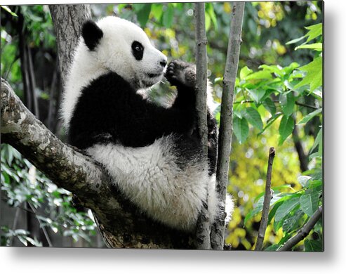 Panda Metal Print featuring the photograph Young Panda In Tree by Bwbimages