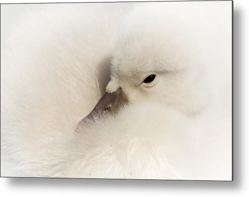 Swan Metal Print featuring the photograph Young Swan by René Vos