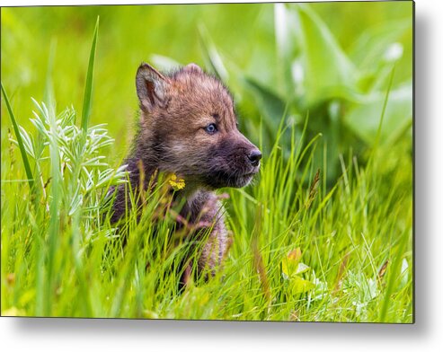 Wolf Metal Print featuring the photograph Young Wolf by Mike Centioli