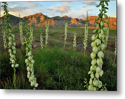 Book Cliffs Metal Print featuring the photograph Yucca Field at Book Cliffs at Sunset by Ray Mathis