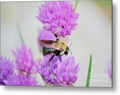 Chives Metal Print featuring the photograph Yummy by Merle Grenz