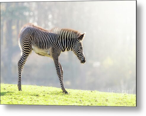 Zebra Metal Print featuring the photograph Zebra foal in morning sunlight by Jane Rix