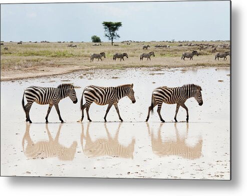 Tanzania Metal Print featuring the photograph Zebras by Alatom