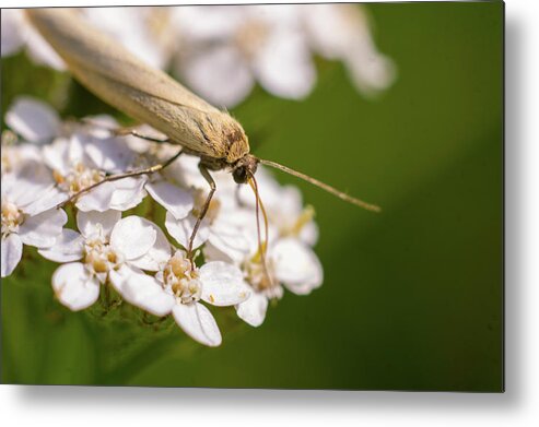 Nature Metal Print featuring the photograph A brown bug enjoying flower nectar #2 by Maria Dimitrova